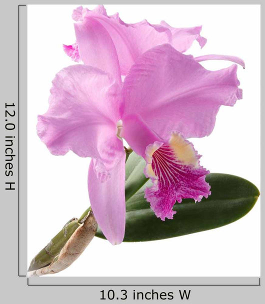 Cattleya Lueddemanniana