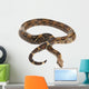 Snake BOA Snake Released Wall Decal