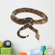 Snake BOA Snake Released Wall Decal