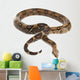 Snake BOA Snake Released Wall Decal