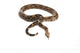 Snake BOA Snake Released Wall Decal