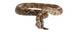 Snake Boa Snake Released