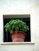 basil_window Wall Mural