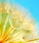 Soft Dandelion Flowers