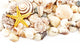 Seashells. Wall Decal