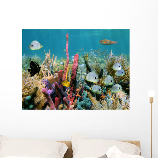 Colorful Seabed