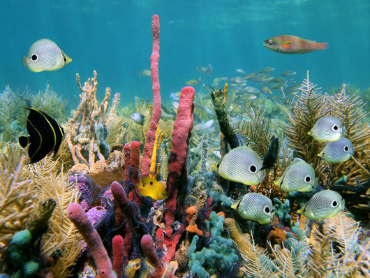 Colorful Seabed