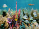 Colorful Seabed