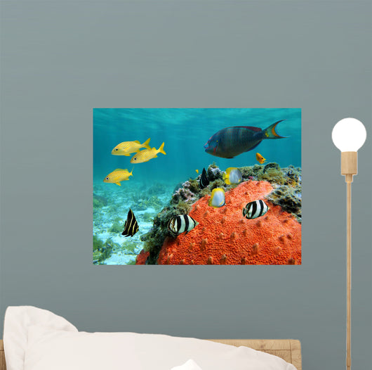 Lagoon and Its Inhabitant