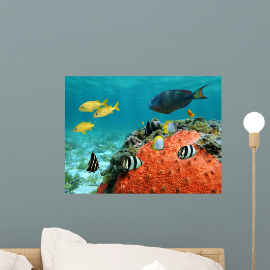 Lagoon and Its Inhabitant