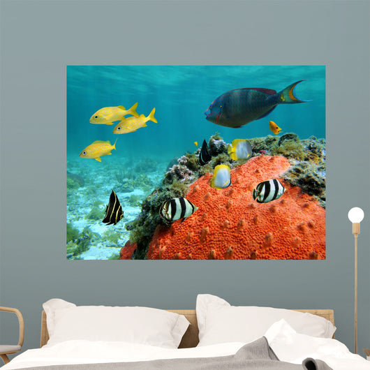 Lagoon and Its Inhabitant