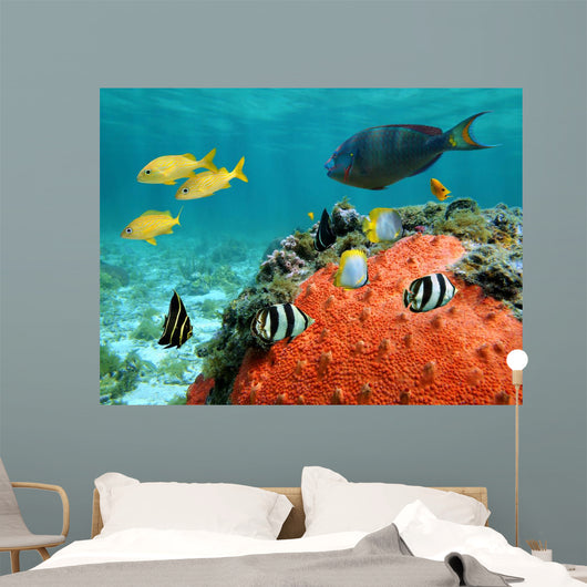 Lagoon and Its Inhabitant