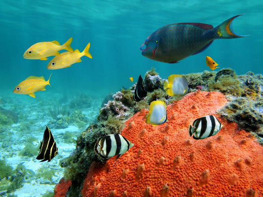 Lagoon and Its Inhabitant