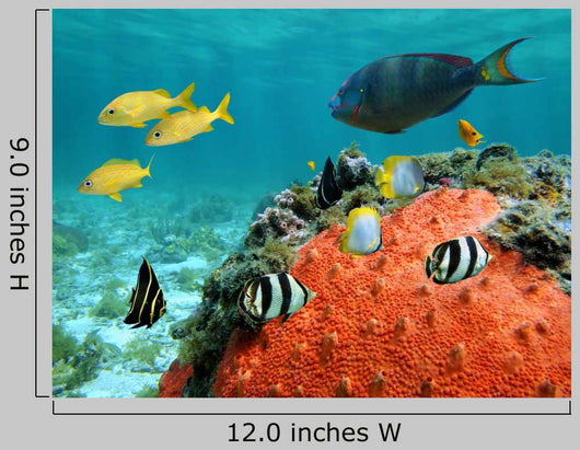 Lagoon and Its Inhabitant