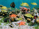 Sealife in a Coral Reef Wall Mural