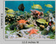 Sealife in a Coral Reef Wall Mural