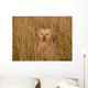 Golden Retriever im Feld Wall Mural