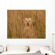 Golden Retriever im Feld Wall Mural