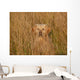 Golden Retriever im Feld Wall Mural