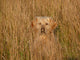 Golden Retriever im Feld Wall Mural
