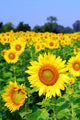 Sunflower Field Wall Decal