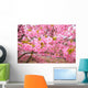Kawazu Sakura Wall Mural