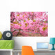 Kawazu Sakura Wall Mural