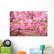 Kawazu Sakura Wall Mural