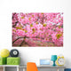 Kawazu Sakura Wall Mural