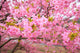 Kawazu Sakura Wall Mural