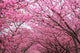 Sakura Arch