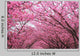 Sakura Arch