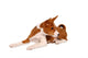Little Basenji Puppy, Brindle Colour, 2 Month Wall Decal