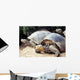 Giant Tortoise Galapagos Islands Wall Mural