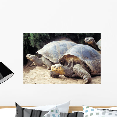 Giant Tortoise Galapagos Islands Wall Mural shown on a wall
