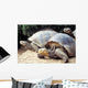 Giant Tortoise Galapagos Islands Wall Mural