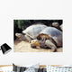 Giant Tortoise Galapagos Islands Wall Mural