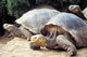 Giant Tortoise Galapagos Islands Wall Mural