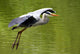 Flight Heron Wall Mural