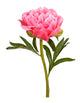 Pink Peony Flower Stem
