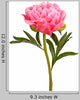 Pink Peony Flower Stem