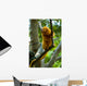 Golden Tamarin Monkey II Wall Mural