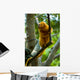 Golden Tamarin Monkey II Wall Mural
