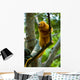 Golden Tamarin Monkey II Wall Mural