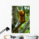 Golden Tamarin Monkey II Wall Mural