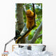Golden Tamarin Monkey II Wall Mural