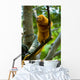 Golden Tamarin Monkey II Wall Mural