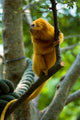 Golden Tamarin Monkey II Wall Mural