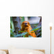 Golden Tamarin Monkey