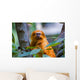 Golden Tamarin Monkey